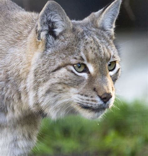 Siberian Lynx Nathan Rupert Flickr