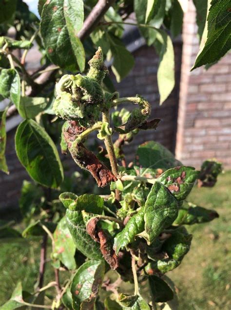 But there are also apple tree leaves 4. What's happening to my apple tree? Leaves shrivelling, curling and turning brown. Ladybirds ...