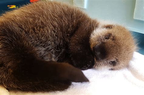 The Most Adorable Week Of The Year Sea Otter Awareness Week Inside