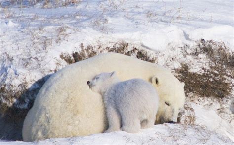 Baby Polar Bear Sleeping With Mom Baby Polar Bears Polar Bear Animals