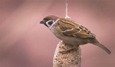 Tree Sparrow Tree Sparrow Passer Montanus Ona Feeder Ma Flickr