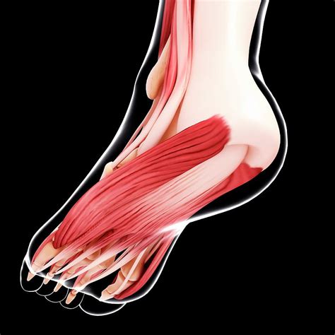 Human Foot Musculature Photograph By Pixologicstudioscience Photo