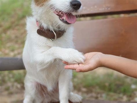 Wann haben sie die schule beendet? Hundekrallen schneiden
