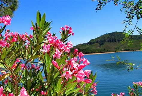 Nice Shore Freshness Flowers Trees Lovely Mountain Pink