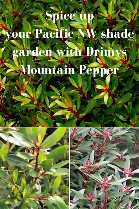 Spice Up Your Pacific Nw Shade Garden With Drimys Mountain Pepper One