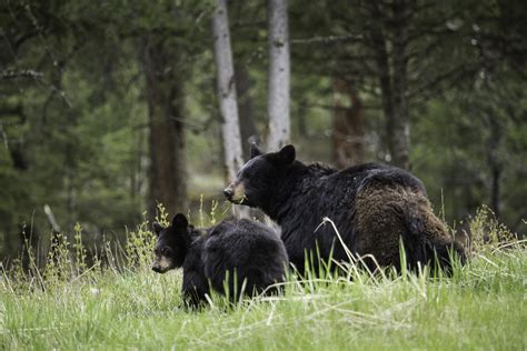 Black Bear Sow With Cub Tower Fall Black Bear Sow With Cu Flickr