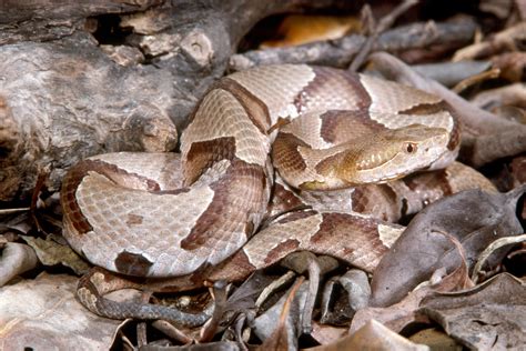 Copperhead Snake Habitat