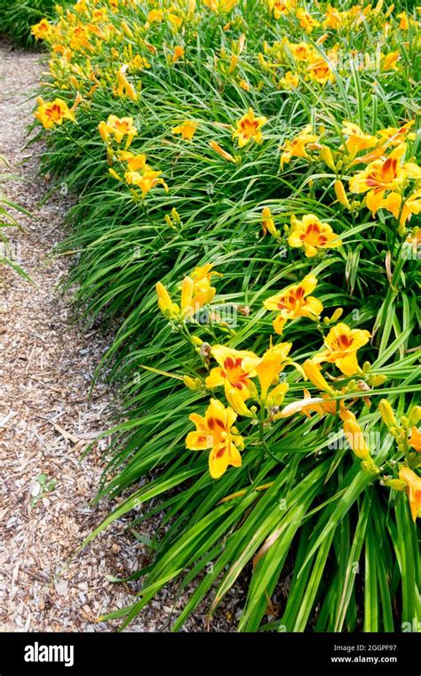 Garden Of Daylilies Yellow Hemerocallis Border Daylilies Garden Stock