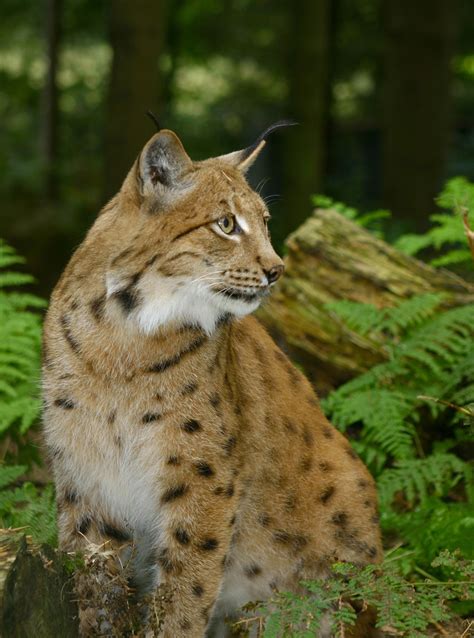Eurasian Lynx New Forest Wildlife Park