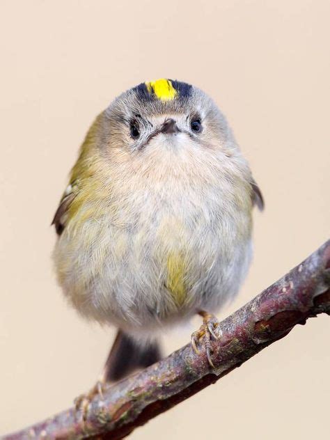 9 Of The Worlds Smallest Birds Small Birds Birds Bird Species