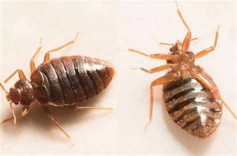 Bed Bugs In Couch Covers Signs And How To Get Rid Pestbugs