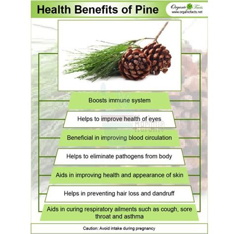 Shop Pine Leaves Pine Needles 2oz 100 From Nature