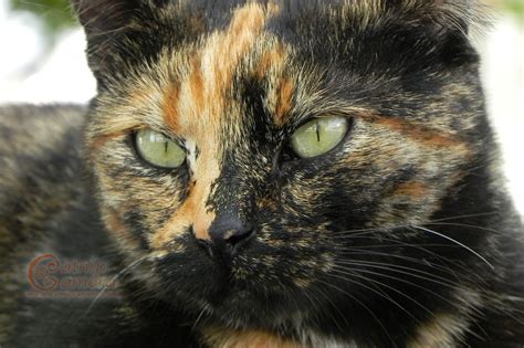 Best list of cute cat kaomoji & emoticons! Cat Faces | Catnip Camera