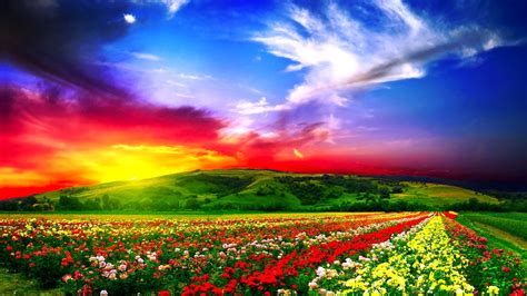 Wallpaper Flowers Field Beautiful 1920x1080 Coolwallpapers
