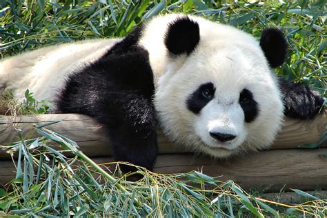 Fileatlanta Zoo Panda