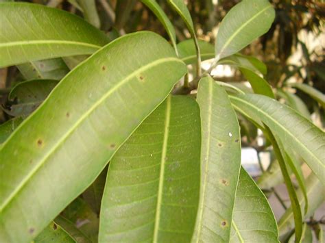 Leaf Of Mango Tree Flickr Photo Sharing