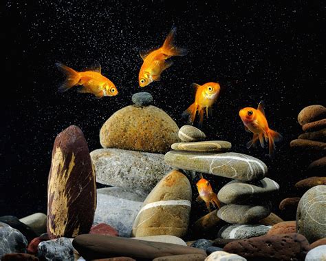 Download Wallpaper 1280x1024 Fish Aquarium Rocks Black Background