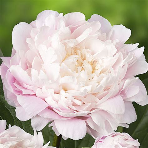 Peony Moon River Herbaceous For Sale Online In Eu Directly From