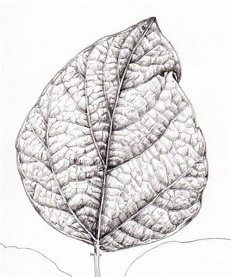 Step By Step Pencil Illustration Of A Bean Leaf Lizzie