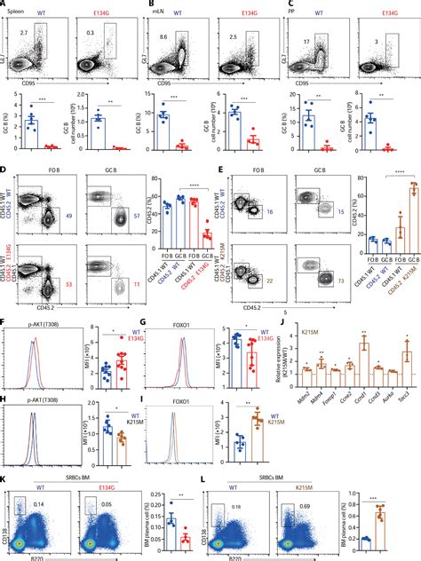 Pathogenic Card11 Mutations Affect B Cell Development And