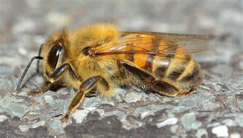 Images Gratuites Faune Invertébré Fermer Abeille Insectes Nectar