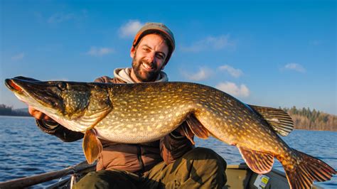 Pike Fishing In Sweden Guided
