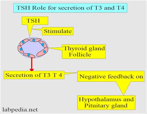 Nafld And Thyroid Function Pathophysiological And 48 Off