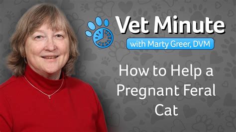 How To Help A Pregnant Feral Cat Youtube