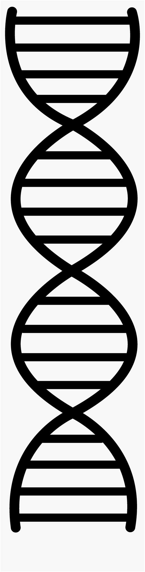 Dna Vector Png Double Helix Easy Drawing Transparent Png Kindpng