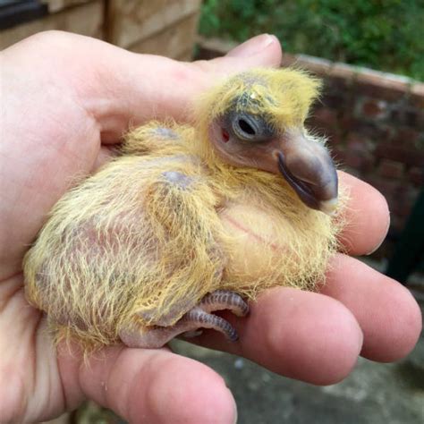 20 Photos Show What Baby Pigeons Look Like Barnorama