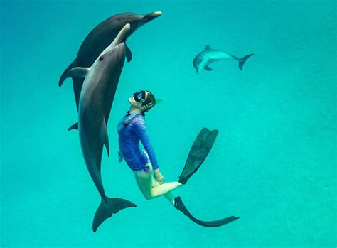 Being Ocean Dancing With Dolphins Wildquest Wild Dolphin Swims Bahamas
