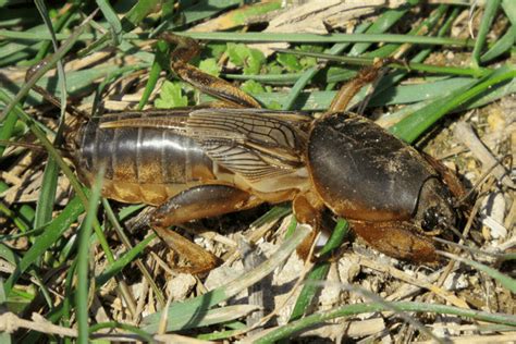 How To Get Rid Of Crickets In Lawns Pest Control Yates Australia