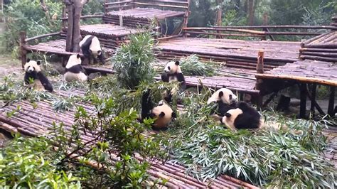 Chengdu Panda Tour Travel Youtube