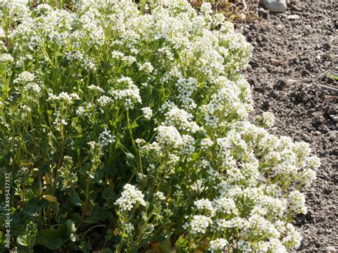 Cochlearia officinalis Cochléaire officinale ou cranson officinal ou