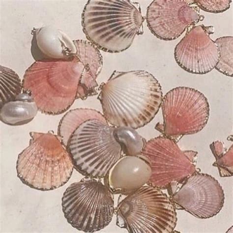 Sea Shells 🐚 Pink Aesthetic She Sells Seashells Artsy