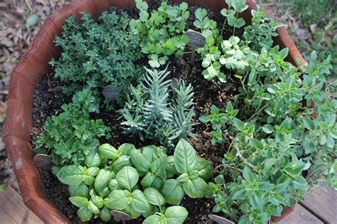 Top Medicinal Plants You Can Grow In Your Garden My Unique Home