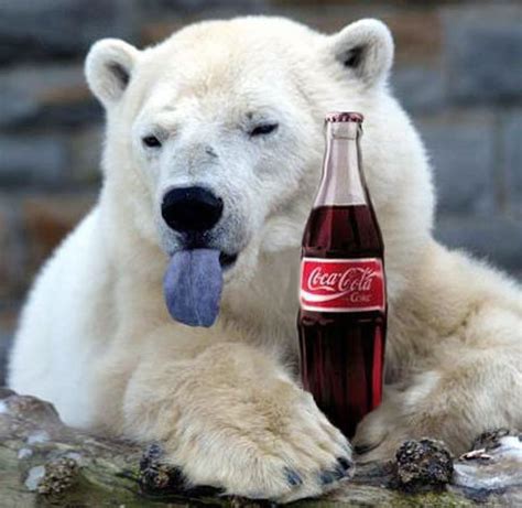 Funny Polar Bears Desktop Wallpaper Funny Animal