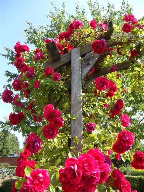 We did not find results for: 14 Best Climbing Plants for Pergolas, Arches, Arbor or Trellis