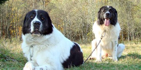 Bukovina Sheepdog Information Facts And Pictures