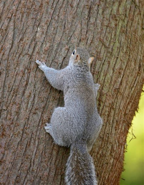 Squirrel Climbing Up Trunk Of Tree Stock Image Image Of Tree Furry
