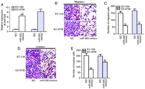 mir 590 overexpression suppresses cell migration and invasion in escc download scientific