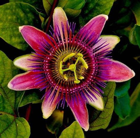 Most Viewed Passion Flower Wallpapers 4k Wallpapers