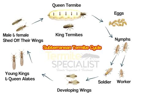 Termite Life Cycle Diagram Termites Info