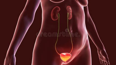 Blaas Vrouwelijke Organen Menselijke Anatomie Stock Illustratie Illustration Of Anatomie