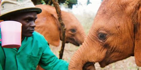 Baby Elephants Who Lost Their Families Have The Most Unexpected New