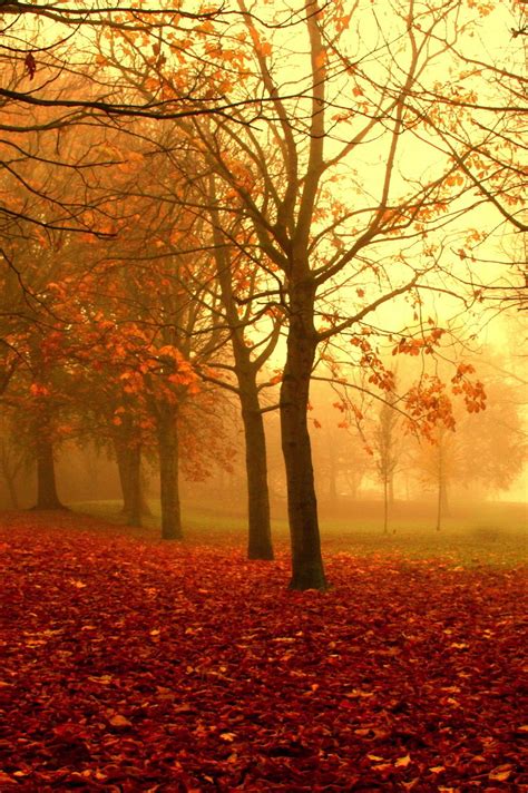 Autumn Mist Autumn Scenes Autumn Scenery Autumn Magic