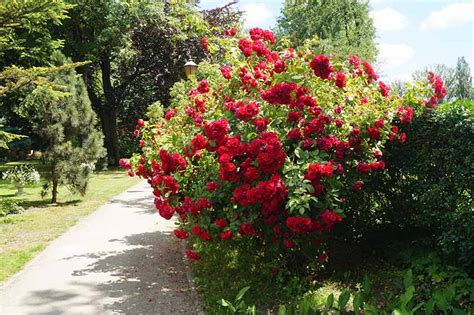How To Transplant Roses Gardeners Path