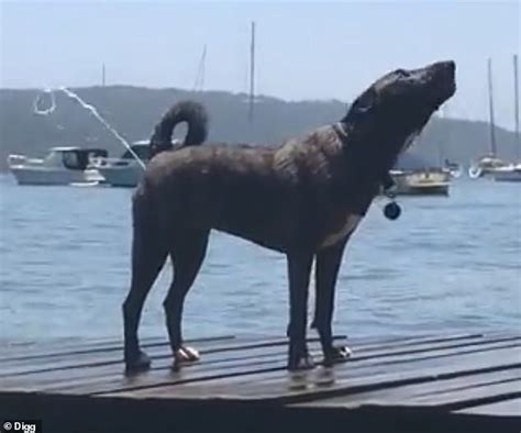 Dog Goes Swimming Off The Coast Of Australia And Fires Water Out Of Its