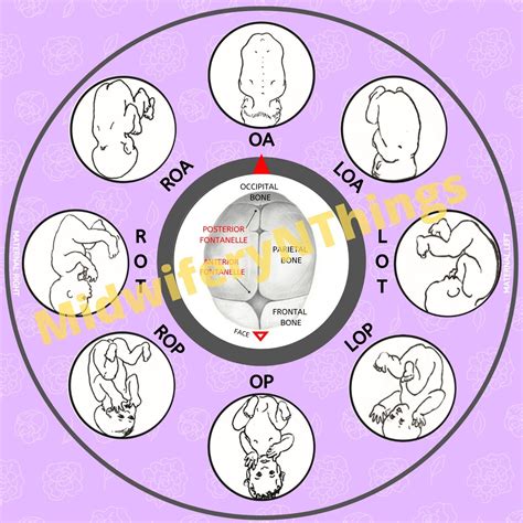 Fetal Position Wheel Floral Digital Download Pdf Etsy Uk
