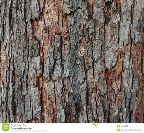 The Texture Of Tree Bark Close Up Royalty Free Stock